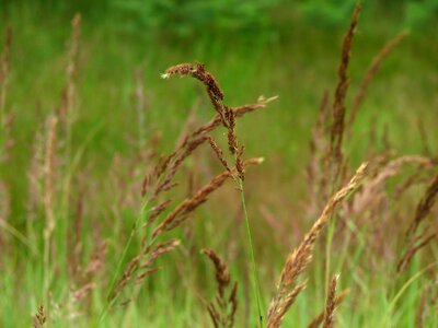 Grass green brown