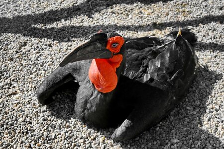Bird black stone photo