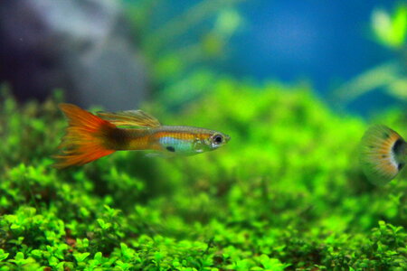 Tiny Fish Swimming photo