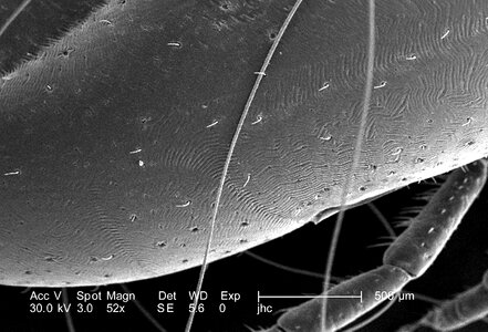 Female magnification perspective