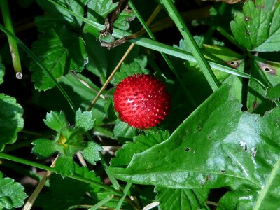 Indian translucent strawberry strawberry translucent strawberry