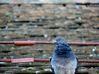 Pigeon roof rooftop