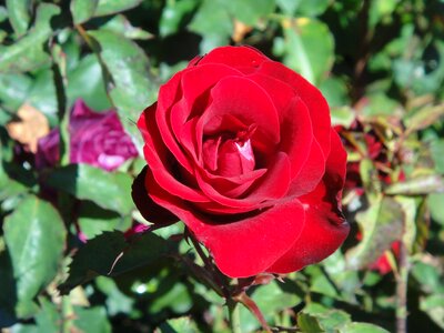 Nature flower flora