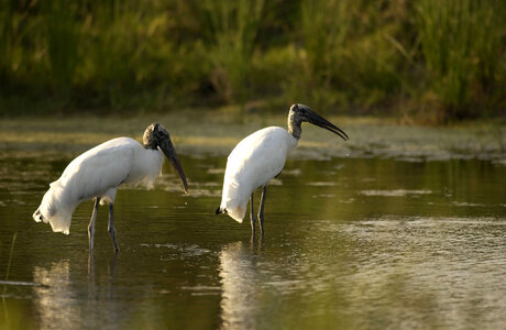Pair of Wood storks-1 photo