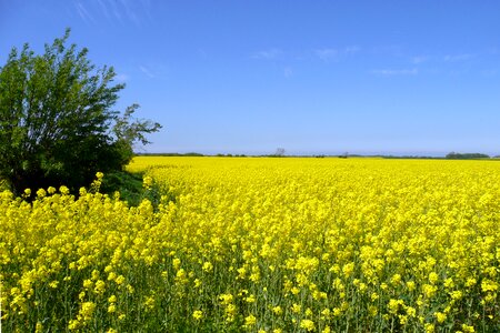 Yellow sky blue