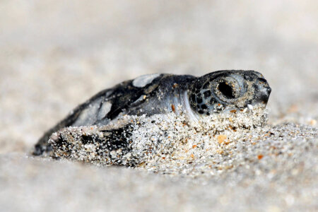Green sea turtle hatchling photo