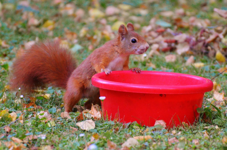 Nature rodent garden