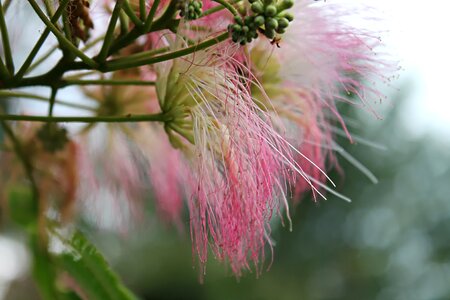 Pink bloom mimosa