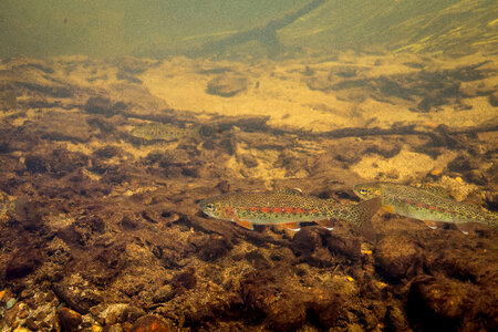 Rainbow trout swim in Meadow Creek-1 photo