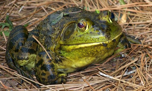 Amphibian nature wildlife