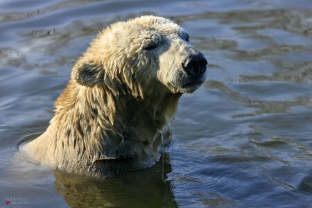 Polar bear bear zoo