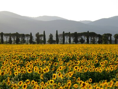 Sunflowers sunset italy