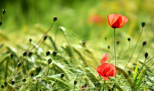 Beautiful Flowers bloom blooming photo