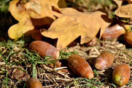 Seed acorn wood photo