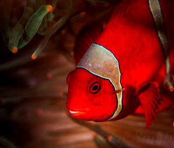 Tomato Clownfish