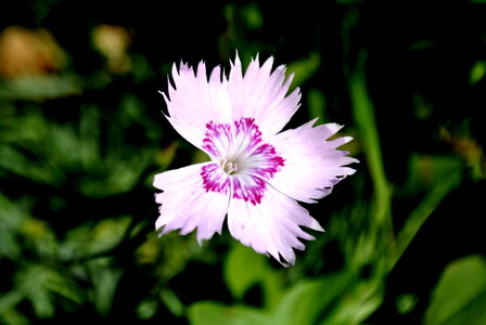 White Floral Flower photo