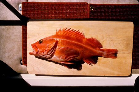 Yellow Rockfish-7