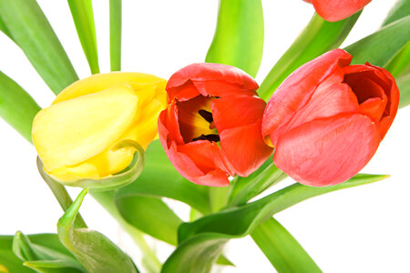 Tulips photo