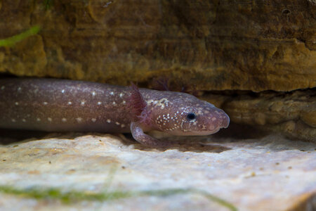Barton Springs Salamander-1