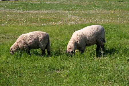 Flock of sheep pasture animals