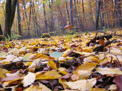Late autumn leaves emerge