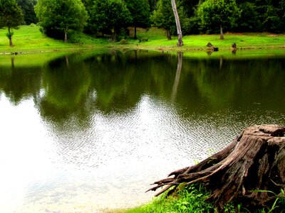 Nature wood stump photo