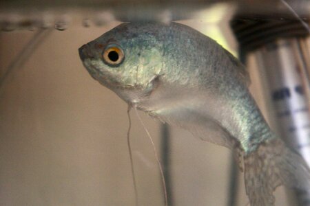 Fresh Water freshwater fish fish photo