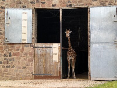 Animal wildlife zoology