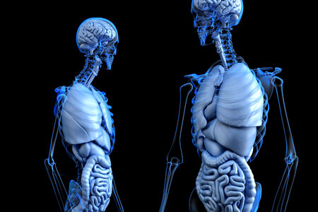 Anatomy of humane body