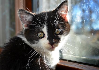 Pet black and white eyes