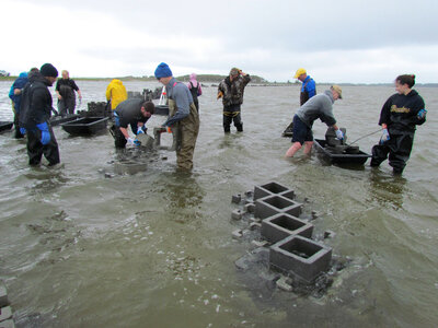 Refuge staff and volunteers and The Nature Conservancy volunteers build oyster castles-2