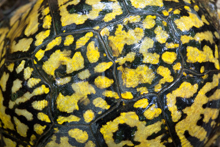 Eastern box turtle-2