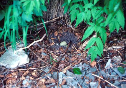 Bird common nest