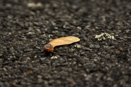 Devil’s maple on the street