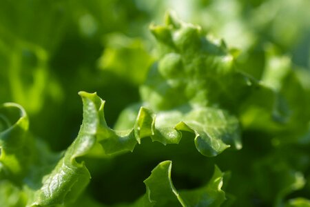 Dark Green evergreen green leaves