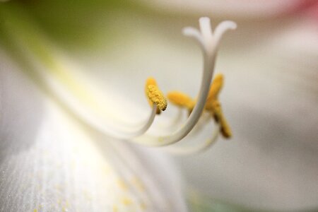 Beautiful beautiful flowers beautiful photo