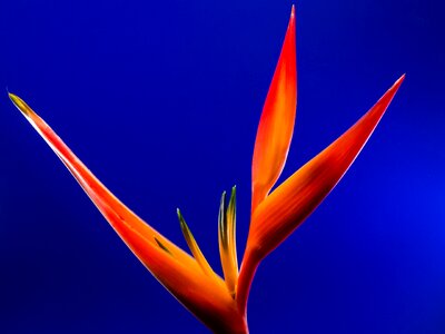 Beautiful Photo blooming blossom