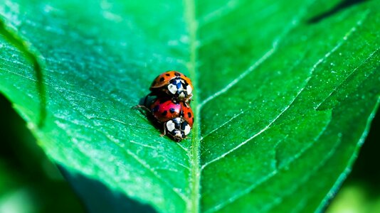 Animals leaf green