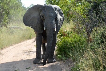 Elephant africa national park
