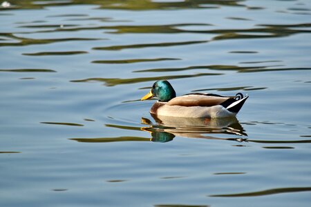 Colorful duck mallard