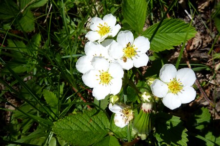 Blossom bloom spring photo