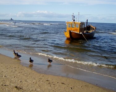 Fishing boat ducks duck