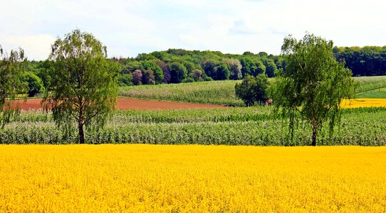 Agriculture beautiful flowers blooming photo