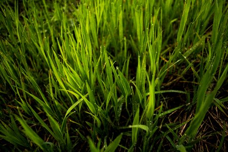 Spring yard lawn