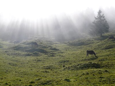 Idyll meadow pasture