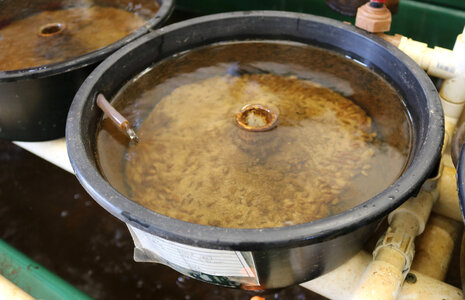 Rearing pans at the Virginia Department of Game and Inland Fisheries’ Aquatic Wildlife Conservation Center