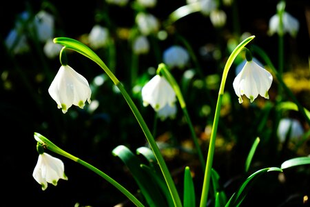 Bloom white forest