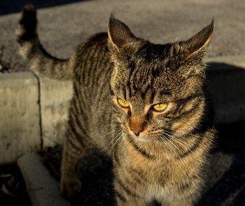 Domestic cat mieze animal photo