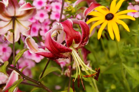 Garden blossom bloom