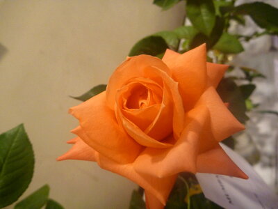 Yellow Orange Flower Rose photo